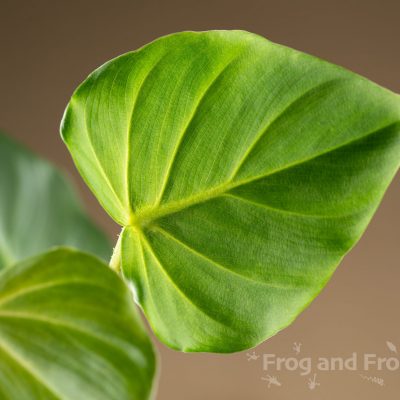 Close up of a Philodendron fibrosum leaf