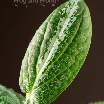 Close up on Piper marsupiiferum leaf