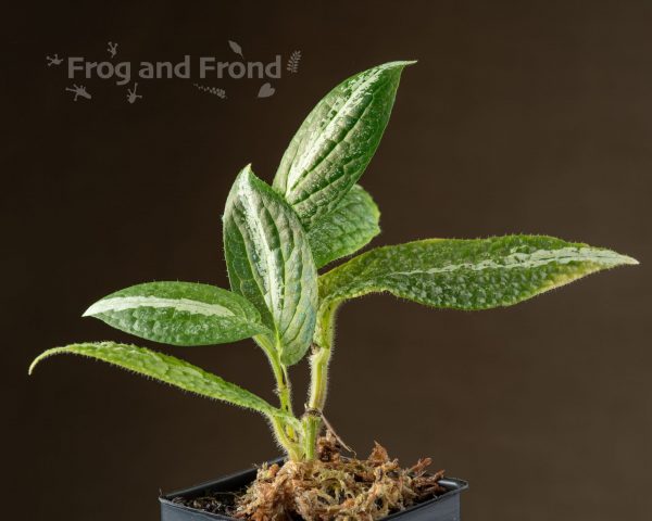 Example of Piper marsupiiferum established plant