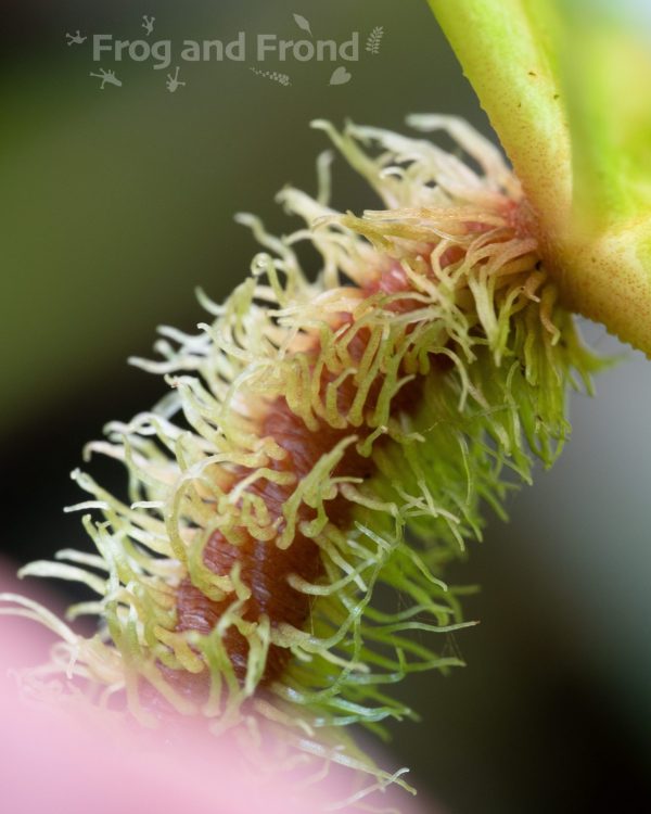 Fuzzy petiole on Philodendron fibrosum