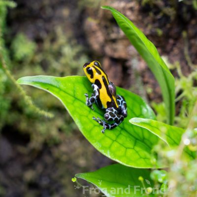Male Ranitomeya sirensis carrying a tadpole on a Microsorum linguiforme frond