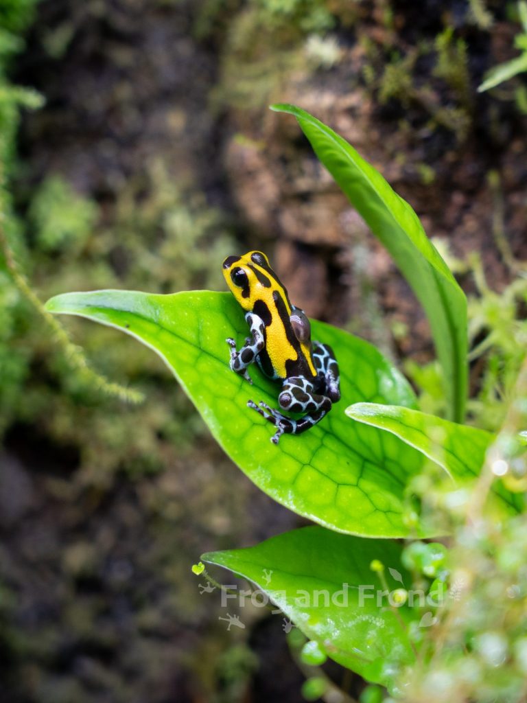 Male Ranitomeya sirensis carrying a tadpole on a Microsorum linguiforme frond