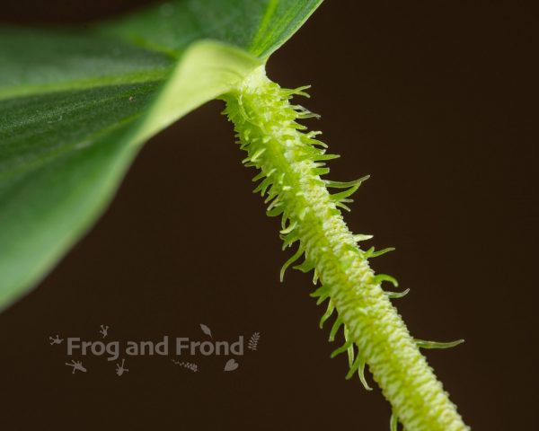Petiole of young Philodendron fibrosum plant