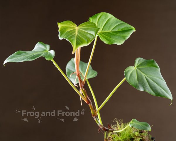 Philodendron fibrosum established plant