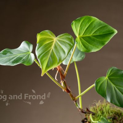 Philodendron fibrosum in the pot