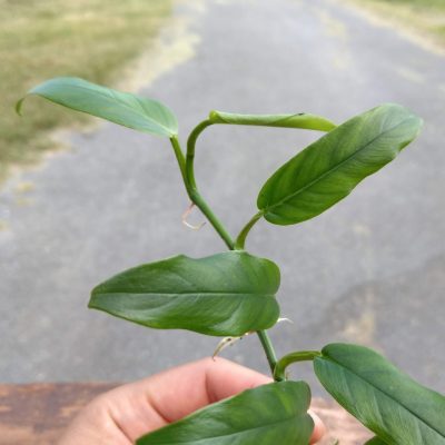 Philodendron sp. 'Lance Leaf' close up
