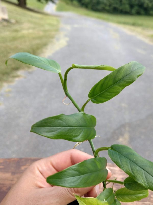 Philodendron sp. 'Lance Leaf' close up