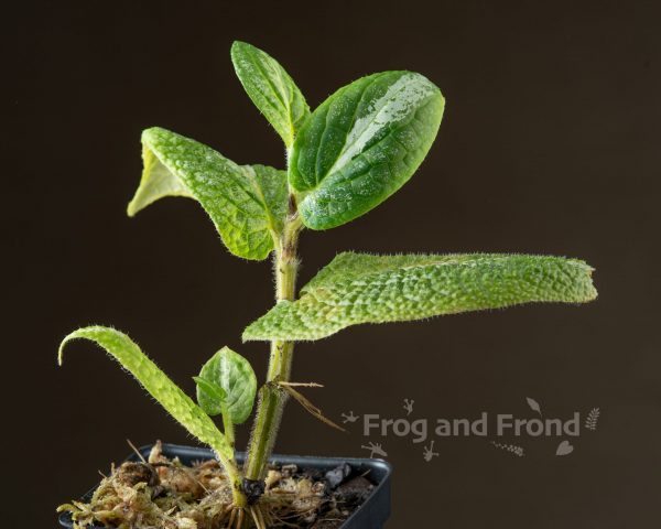 Piper marsupiiferum established plant