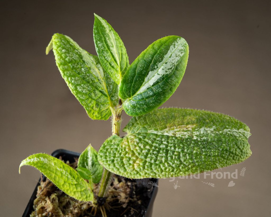Piper marsupiiferum in the pot