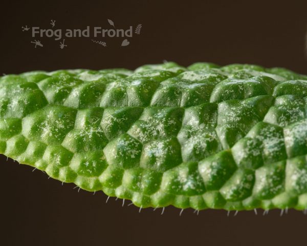 Textured, bullate leaf of Piper marsupiiferum