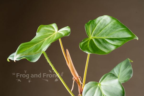 Unassumingly beautiful leaves of Philodendron fibrosum