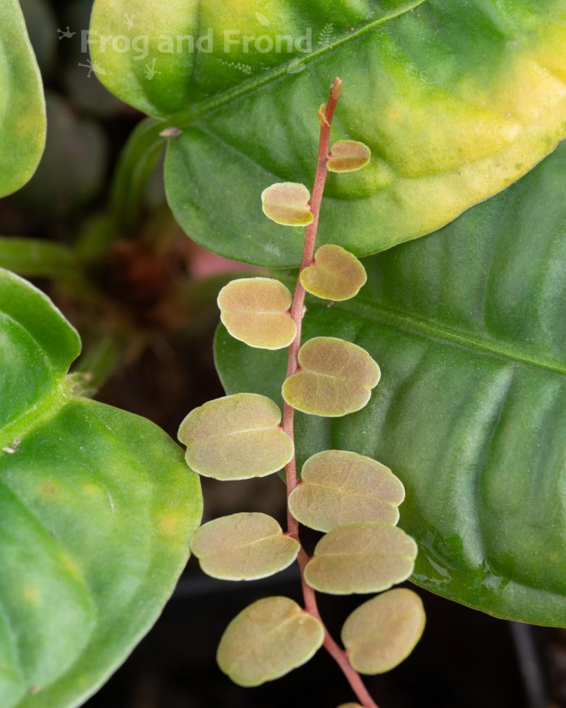 Young growth of Marcgravia sp. 'Mini Limon'
