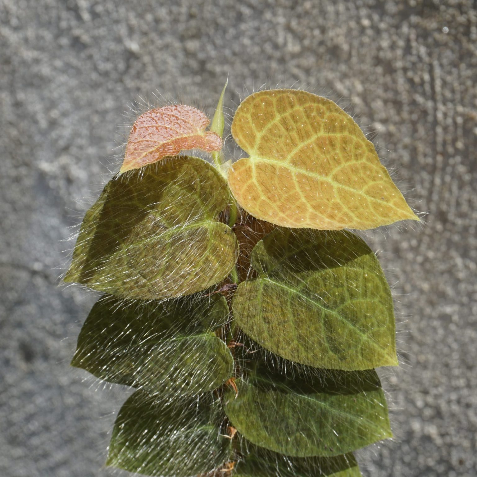 Ficus villosa | Frog and Frond