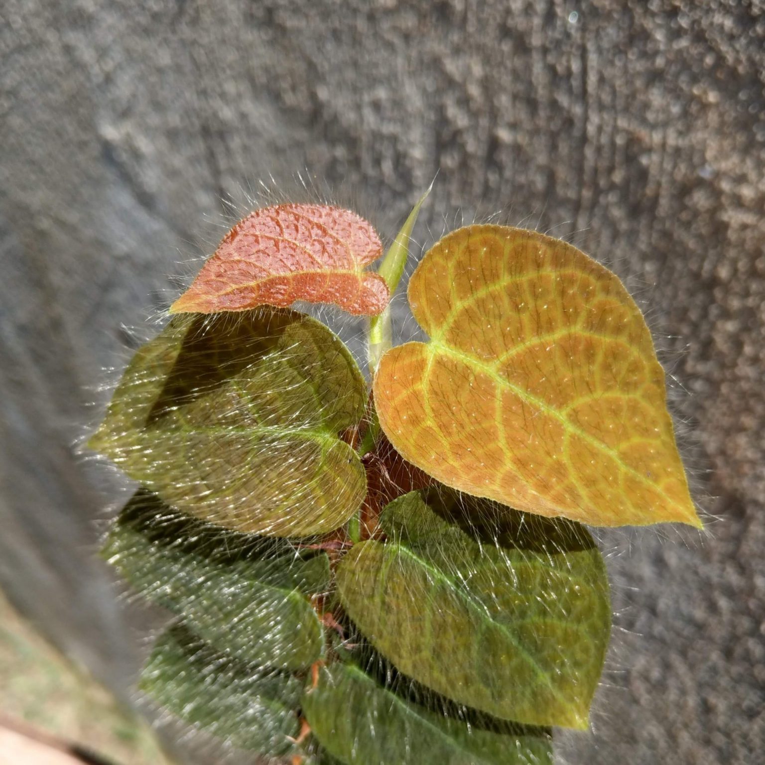 Ficus villosa | Frog and Frond