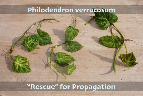 Rescue P. verrucosum cuttings