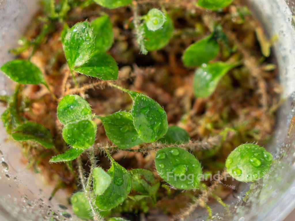 Fuzzy fronds and rhizomes of Microgramma reptans
