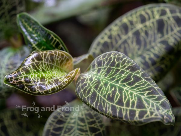 Close up on Macodes petola leaves