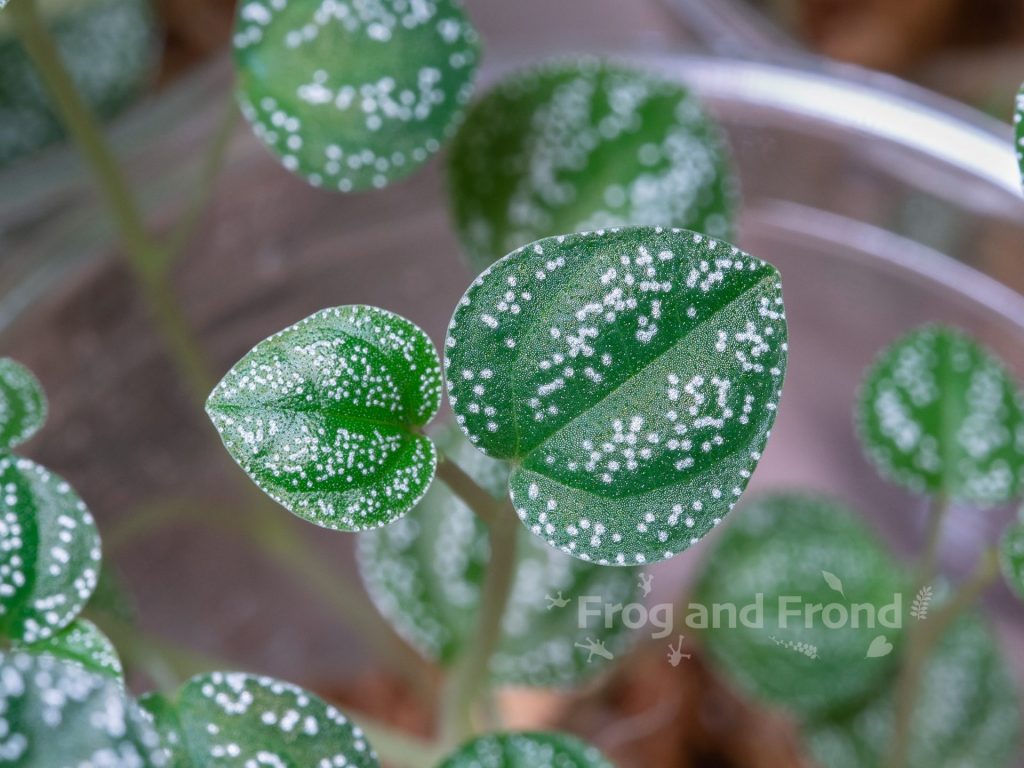 Close up on the leaves of Peperomia antoniana 'Green'