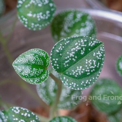 Close up on the leaves of Peperomia antoniana 'Green'