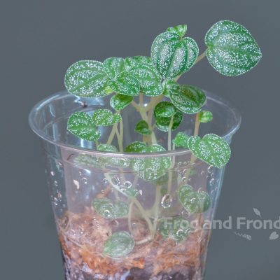 Example of rooted Peperomia antoniana 'Green'