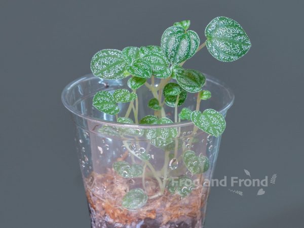 Example of rooted Peperomia antoniana 'Green'