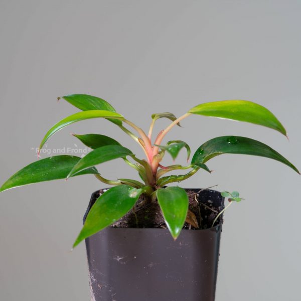 Example of rooted Philodendron sp. 'Mini Red'-2
