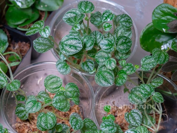 Peperomia antoniana 'Green' rooted in sphagnum moss