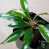 philodendron seeds Lacy Tree Philodendron Seeds - 15 Split Leaf Selloum Seeds - Ideal House  Plant for Indoor Gardening main image 1