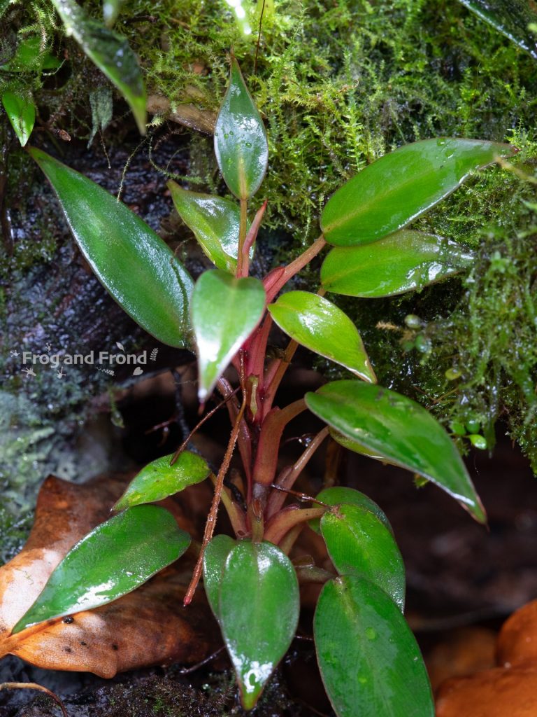 Philodendron sp. 'Mini Red' growing in the vivarium