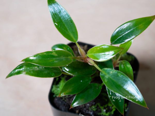 Philodendron sp. 'Mini Red' with compact clumping growth habit