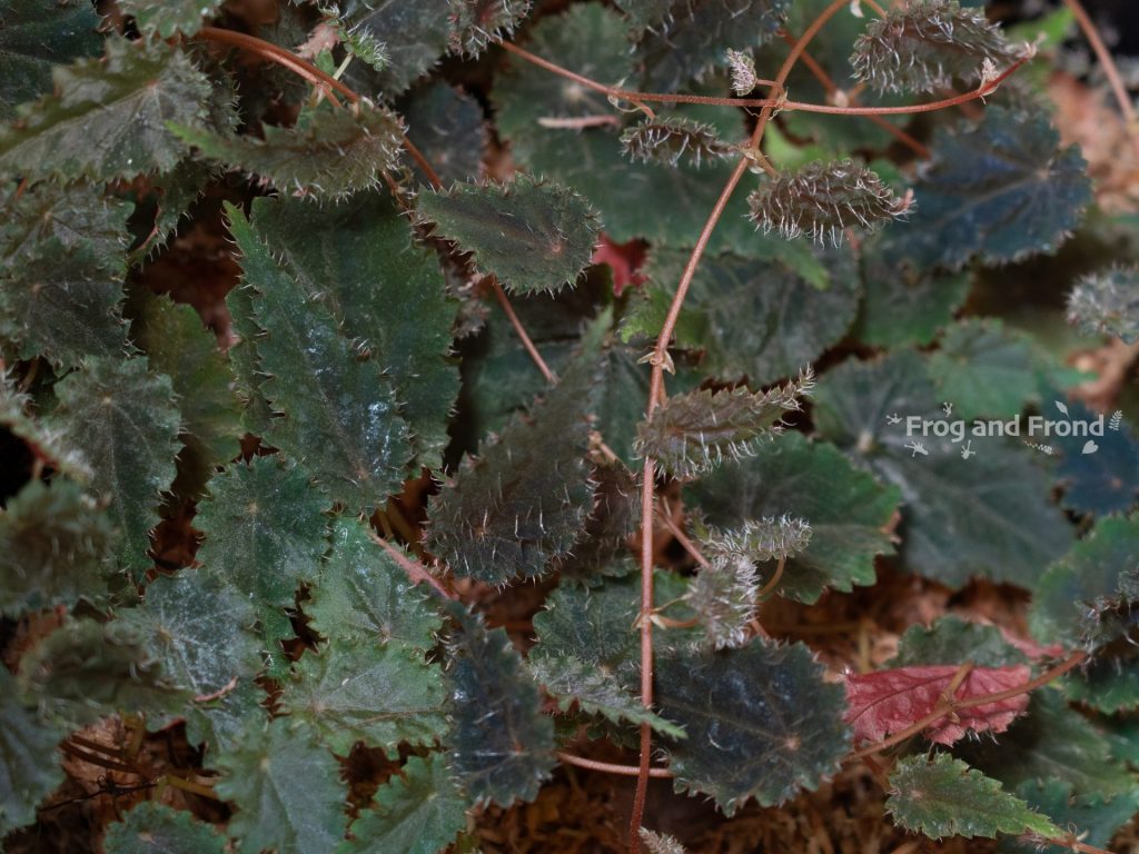 Begonia dodsonii 'Crispa' growing on sphagnum