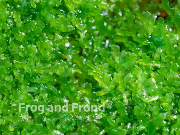Close up of low growing liverwort