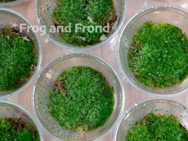 Examples of liverwort growing in 9 oz cups