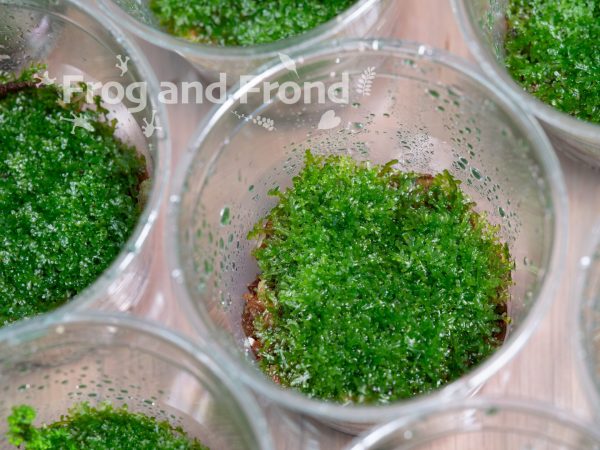 Liverwort growing on sphagnum moss