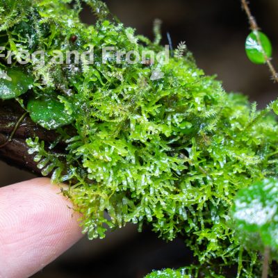 Liverwort species growing on driftwood