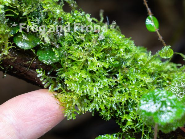 Liverwort species growing on driftwood