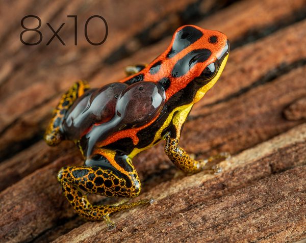 8x10