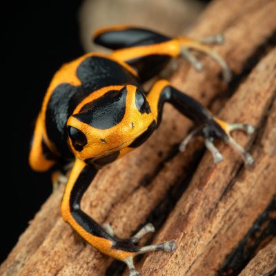 Photo Print #1 of Ranitomeya summersi ‘Sauce’ on driftwood