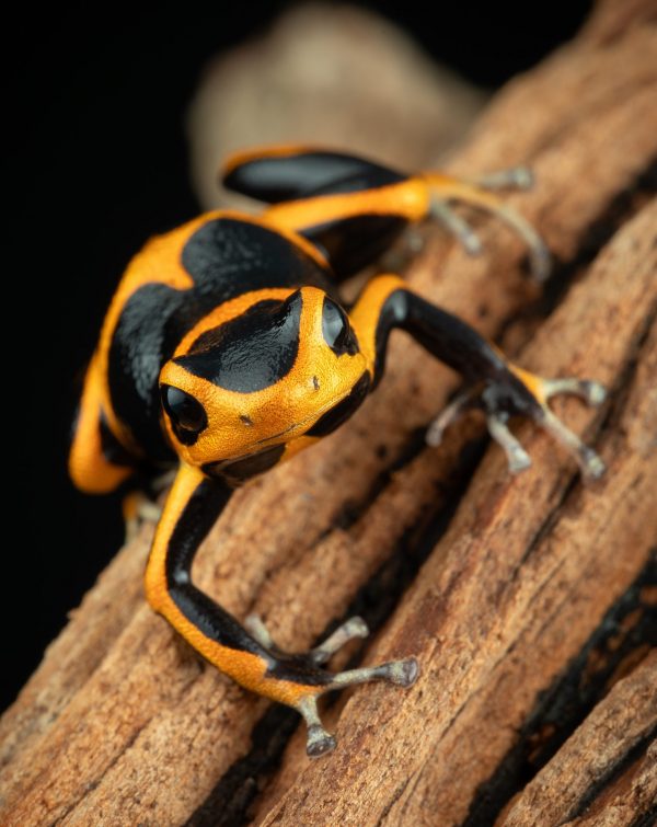 Photo Print #1 of Ranitomeya summersi ‘Sauce’ on driftwood