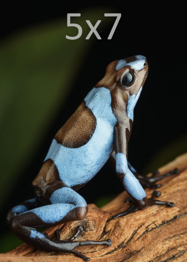 Oophaga histrionica 'Blue' 1-5x7