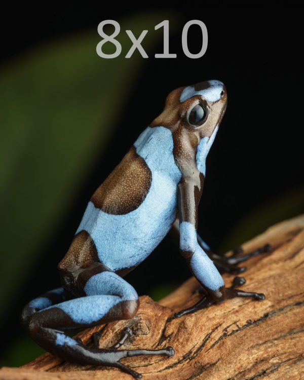 Oophaga histrionica 'Blue' 1-8x10