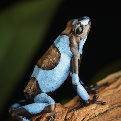 Photo Print of Oophaga histrionica ‘Blue’ on driftwood