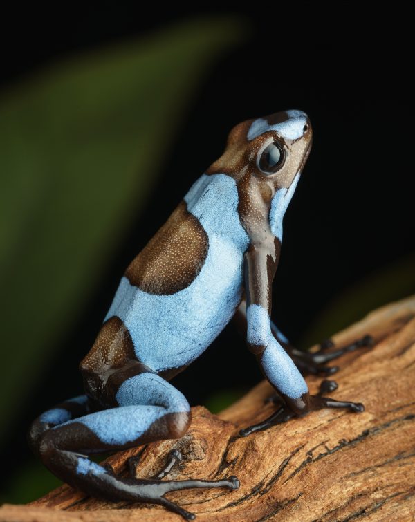Photo Print of Oophaga histrionica ‘Blue’ on driftwood
