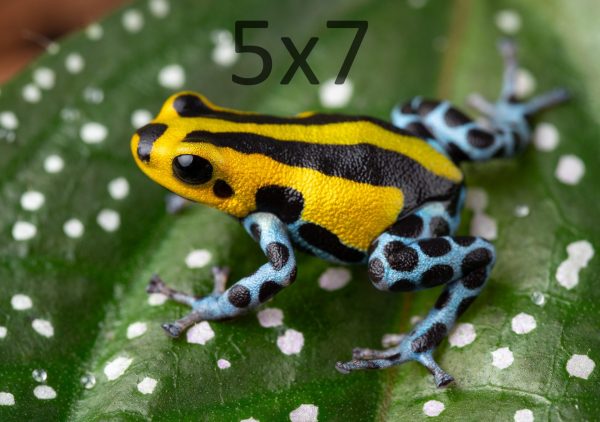 Ranitomeya sirensis ‘Highland’ 1-5x7