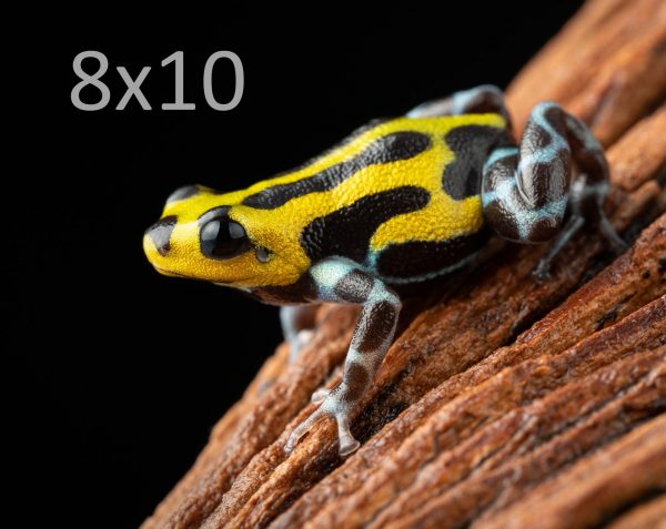 Ranitomeya sirensis ‘Highland’ 2-8x10
