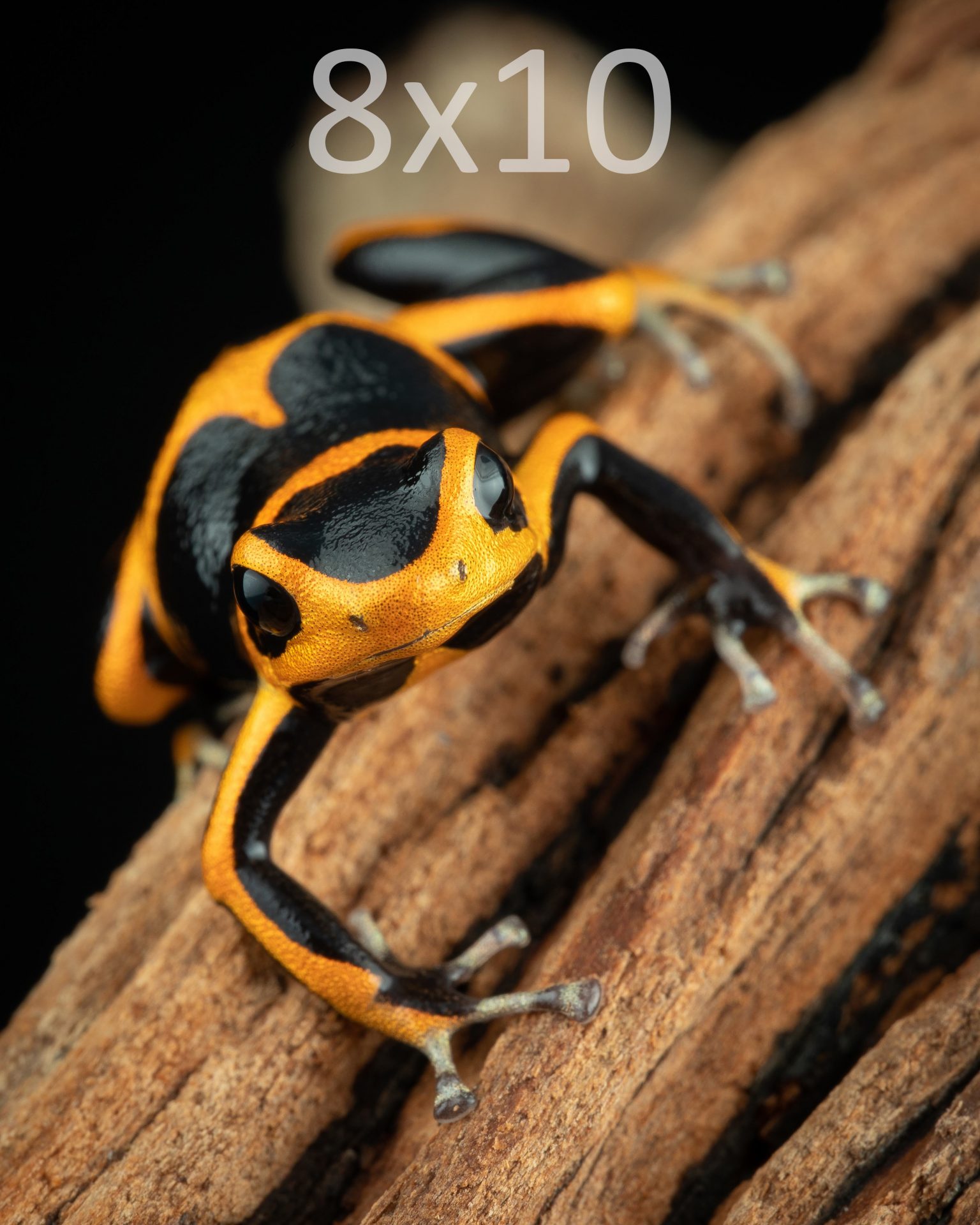 [Photo Print] Ranitomeya summersi ‘Sauce’ -#1 | Frog and Frond