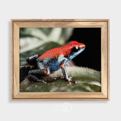 Oophaga pumilio escudo frog sitting on Geogenanthus leaf photo print in wooden frame