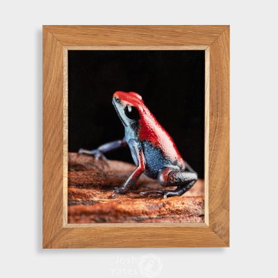 Oophaga pumilio escudo frog on wood with black background photo in wooden frame