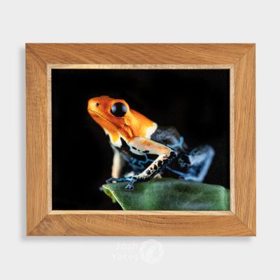 Framed photograph of Ranitomeya fantastica true nominal frog