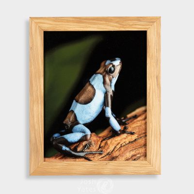 Oophaga histrionica blue photograph of frog on wood framed.